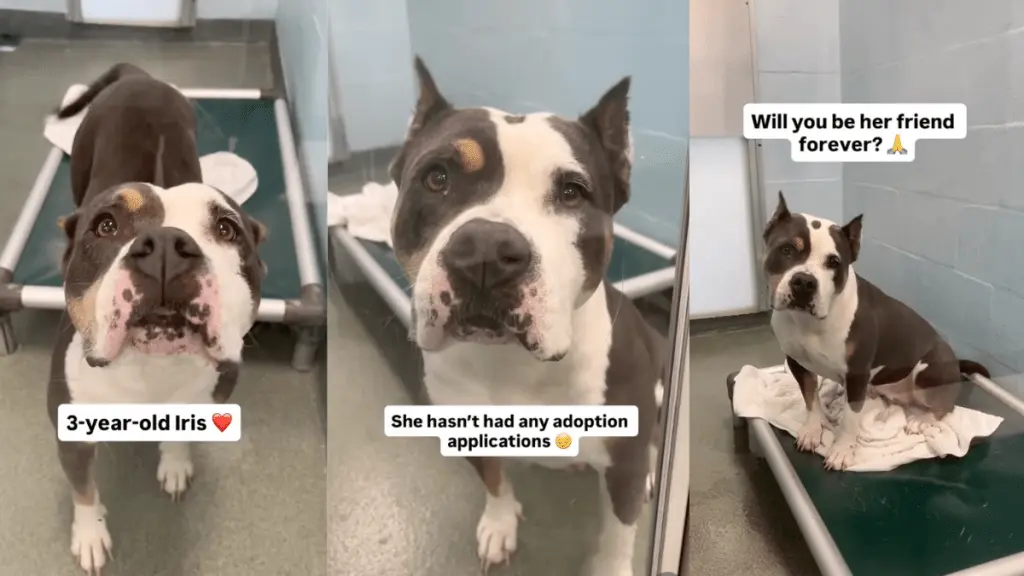 A Shelter Dog's Heartwarming Moment of Joy