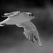 IMG-4007-Dx-O