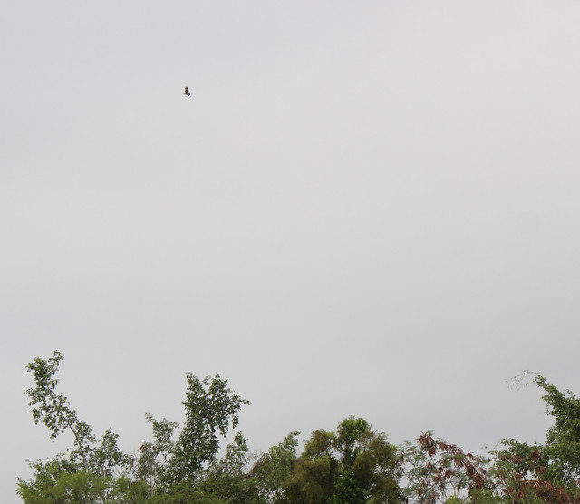 IMG-7419.jpg