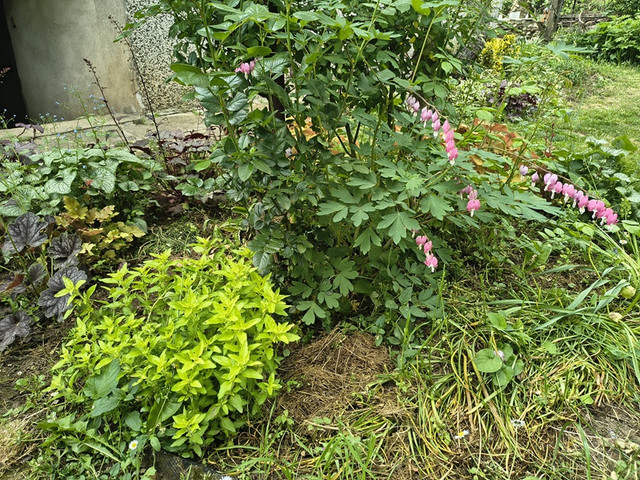 garden1.jpg