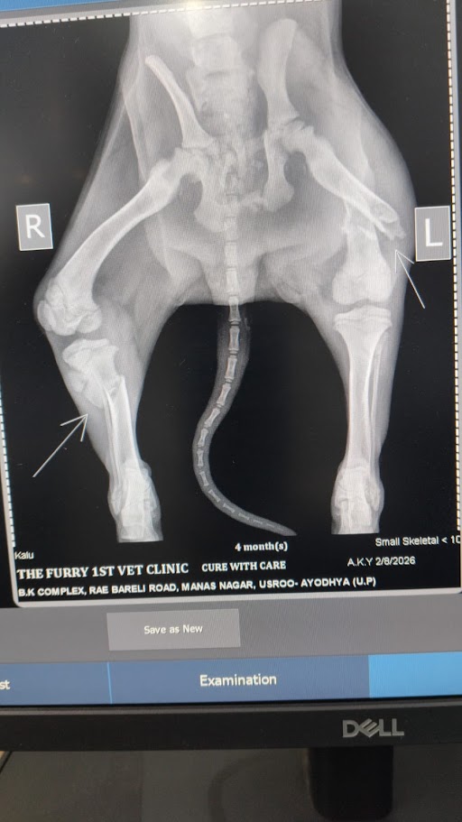 Chai X-ray report 2