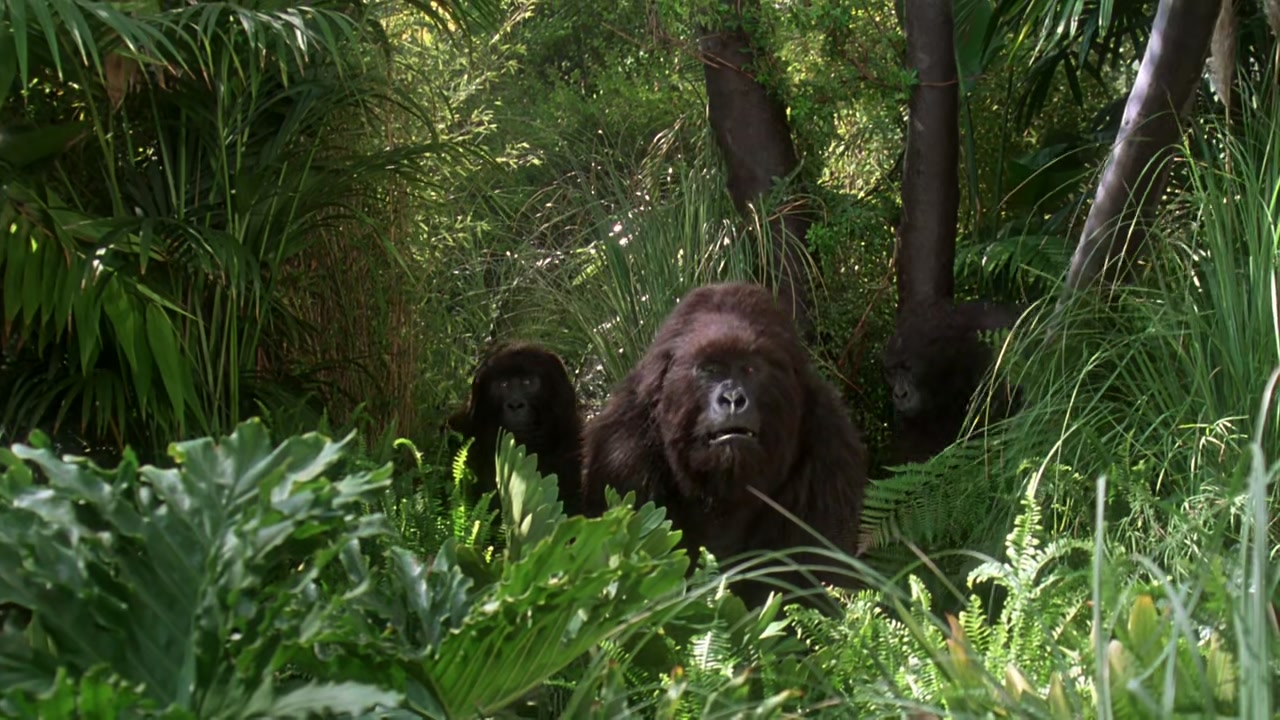 Congo Screenshot