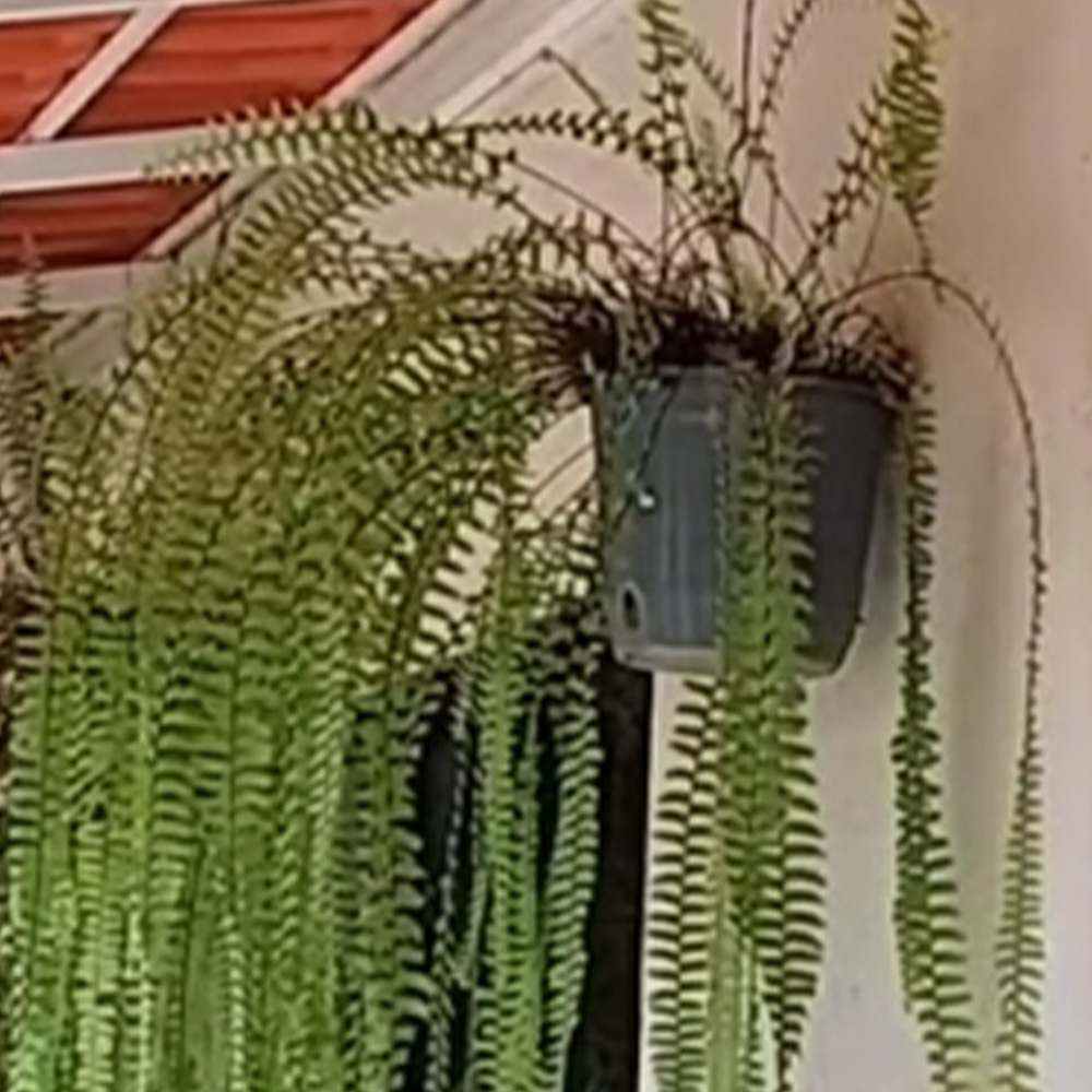 Samambaia saudável enviada pela cliente