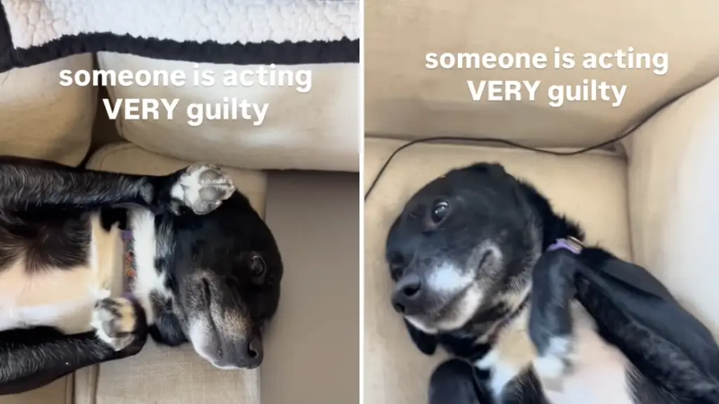 Dog Caught Red-Pawed Stealing Nachos