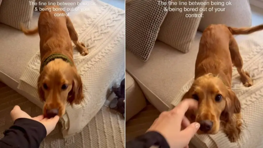 Puppy's Bedtime Tantrum Caught on Camera