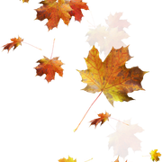 Leaves19