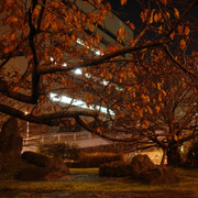 2011-12-15-07