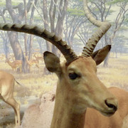 Lechwe