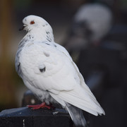 DSC 0803