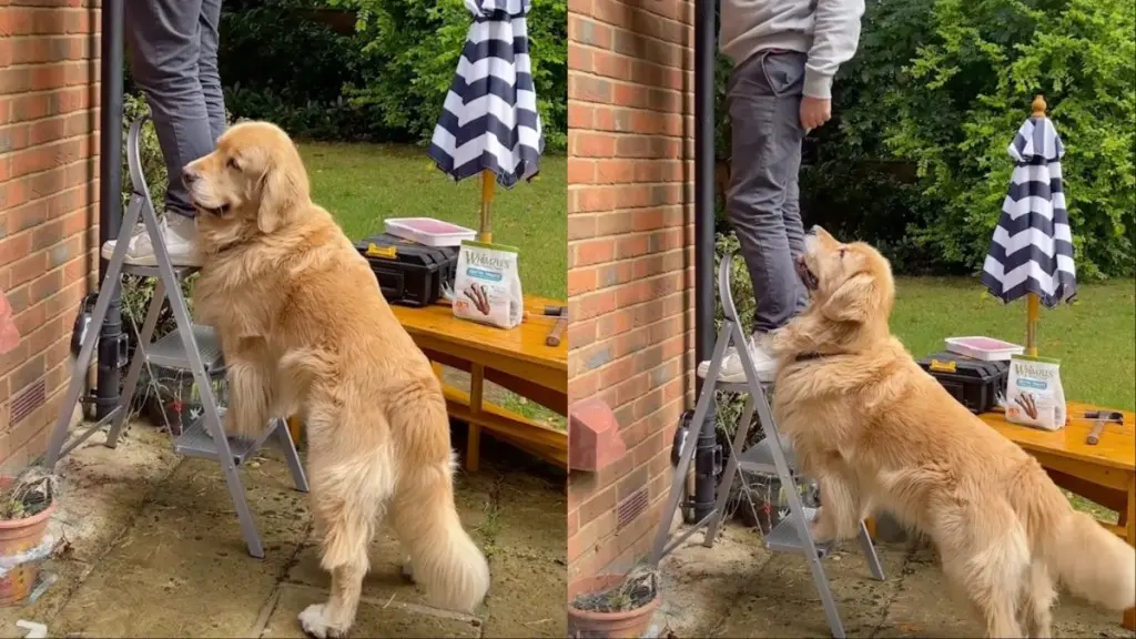 Loyal Golden Retriever Assists Owner with Ladder