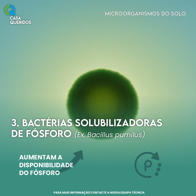 Bactérias Solubilizadoras de Fósforo