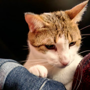 IMG 20260709 031437