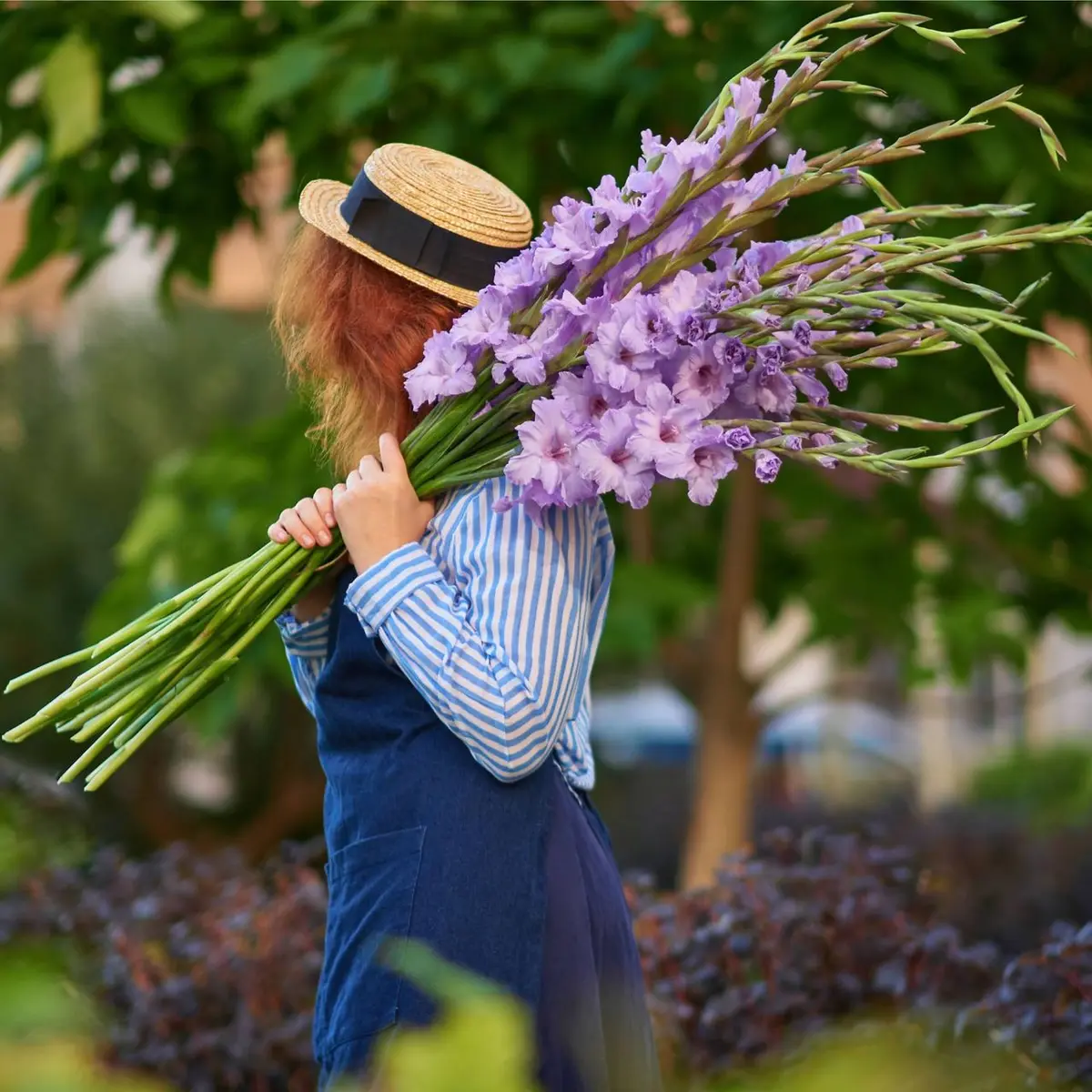 Gladiolul în creștere: un ghid complet pentru aceste flori uimitoare de vară