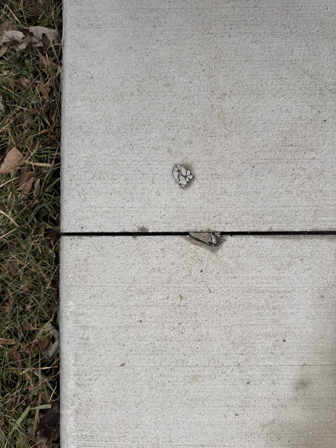 IMG-6216