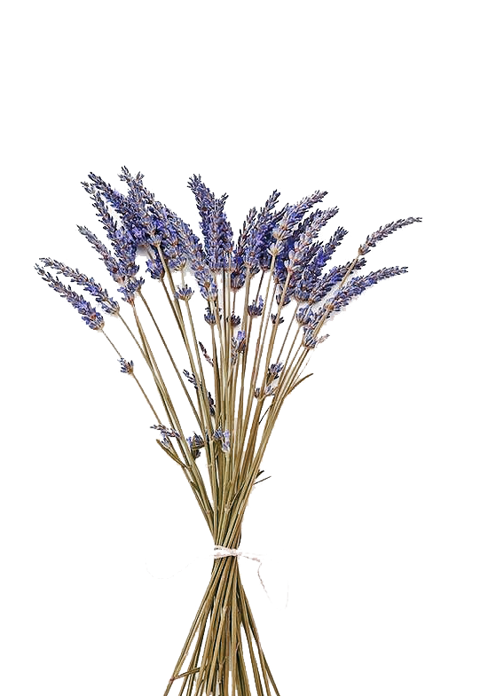 pngegg (29).png