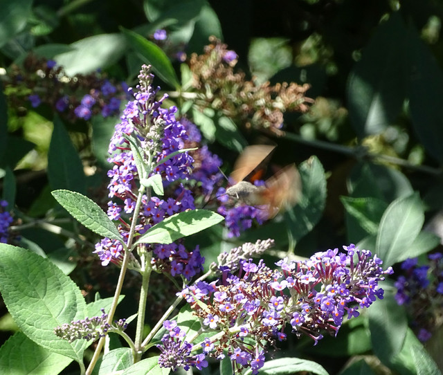 DSC08292.jpg