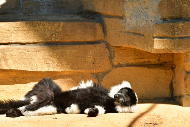 Black-and-white ruffed lemur at Copenhagen Zoo