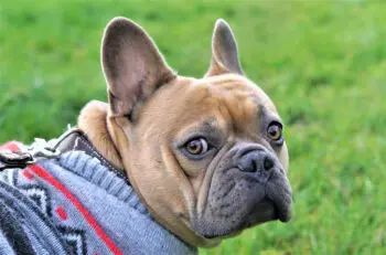 Senior French Bulldogs Can Benefit from Targeted Nutritional Support