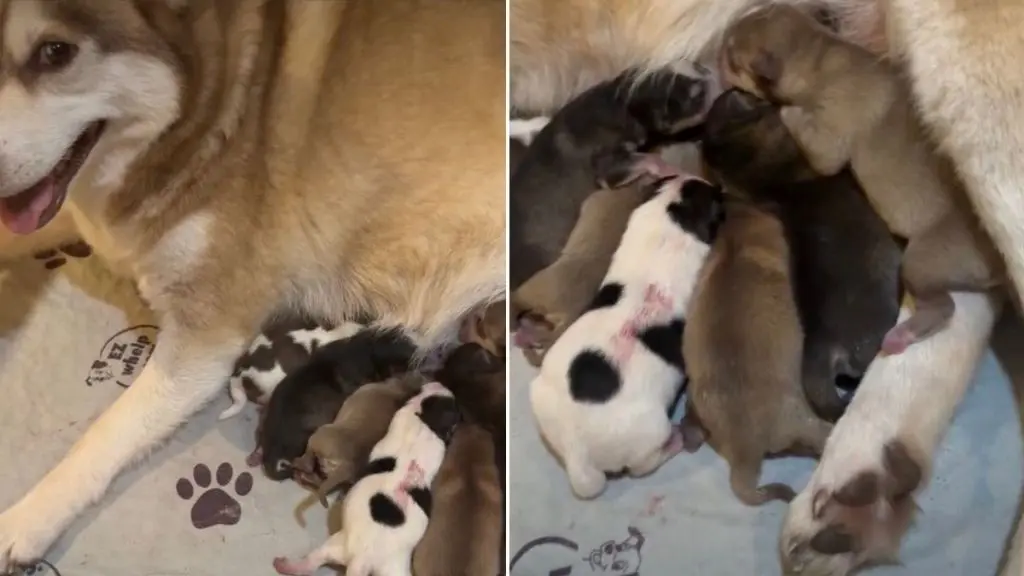 A Mother's Devotion: Izzy the Pomsky Cares for Her Newborns