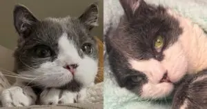 Tiny Kitten's Big Fight Proves Size Doesn't Matter