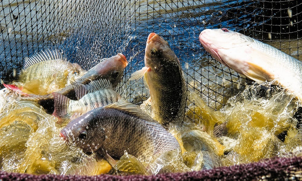 Illustration - Côte d'Ivoire : la filière aquacole muscle sa défense contre les épidémies de poissons