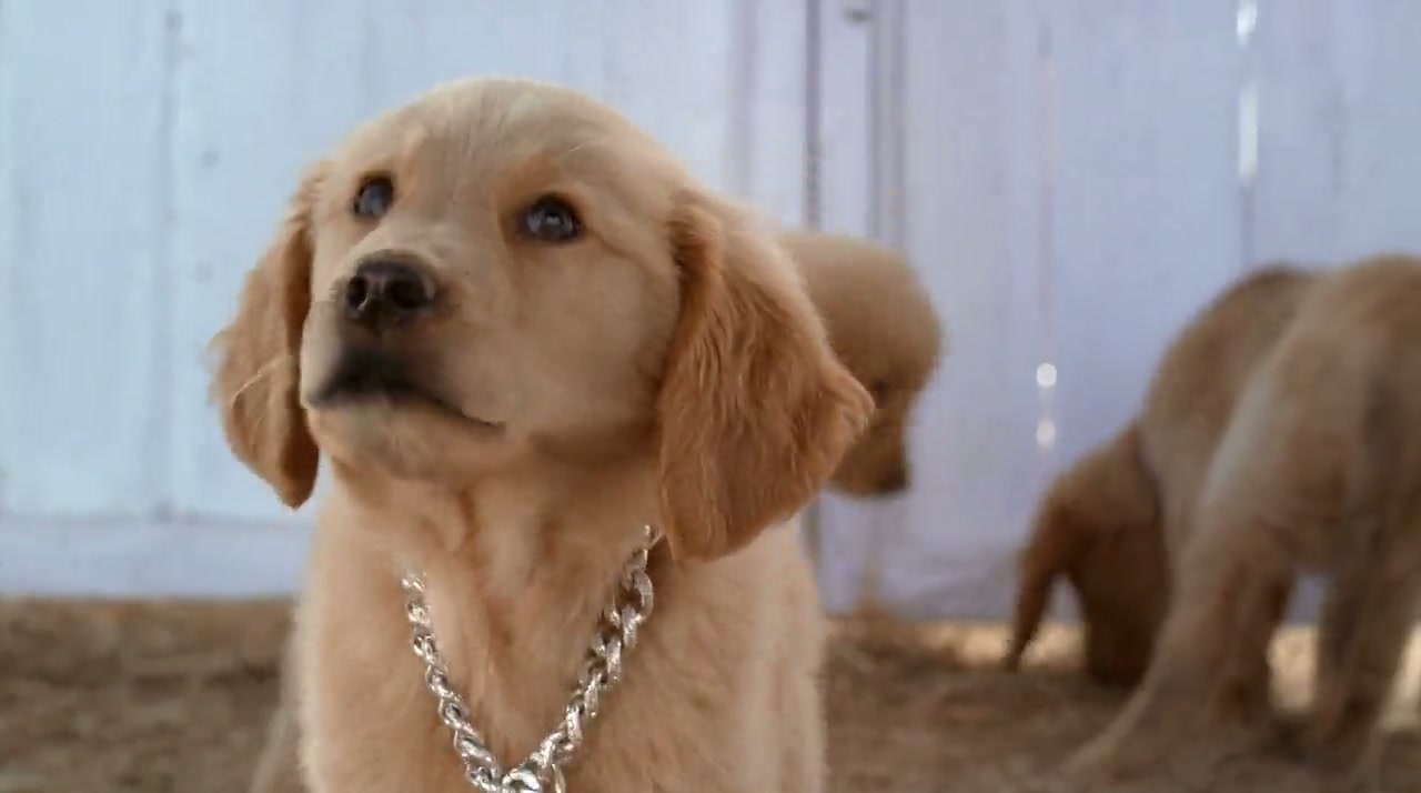 Air Buddies Screenshot
