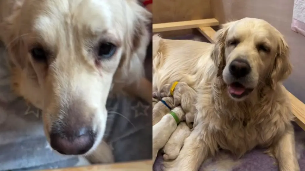 Mama Golden Retriever Gets a Helping Hand