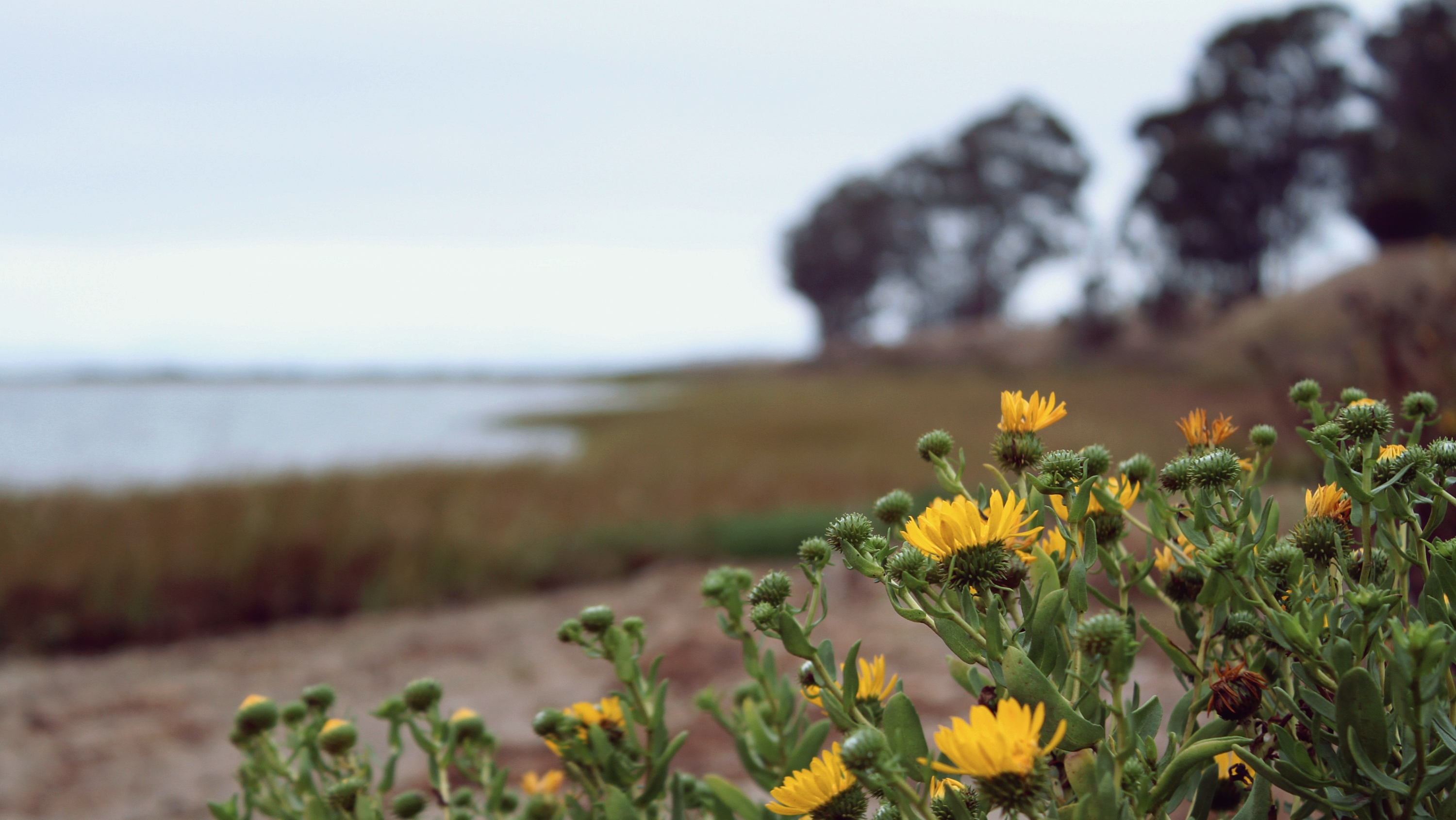 Hairy Gumweed