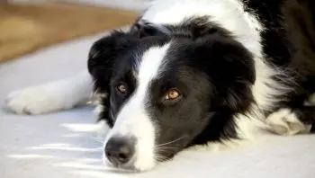 Relieving Collie Itchiness Naturally