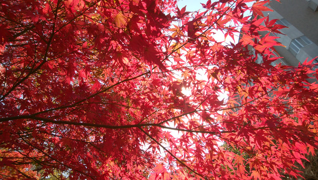IMG-20221117-101458