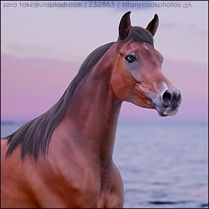 Ocean-View2-Avi.jpg