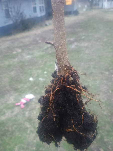 all-Roots1-4-2025.jpg