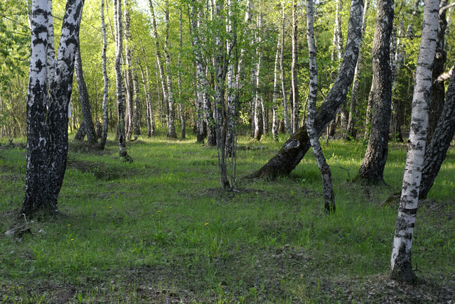 DSC3540.jpg