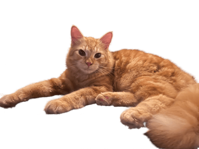 Kolama-Cat.png
