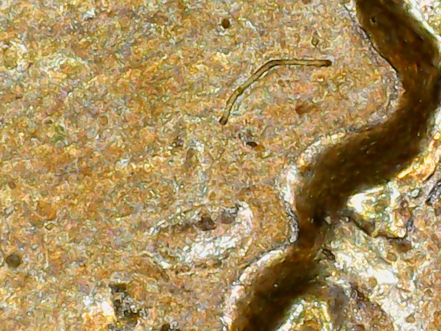 Is-This-A-Mint-Damaged-1908-IHC.-Looks-Double-Struck-To-Me.