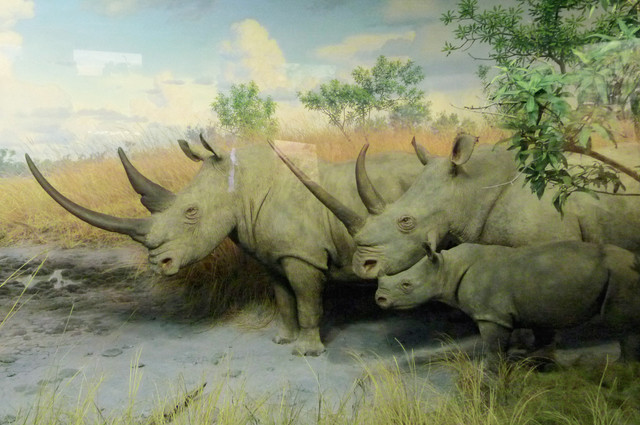 White Rhino.jpg
