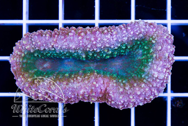 168931