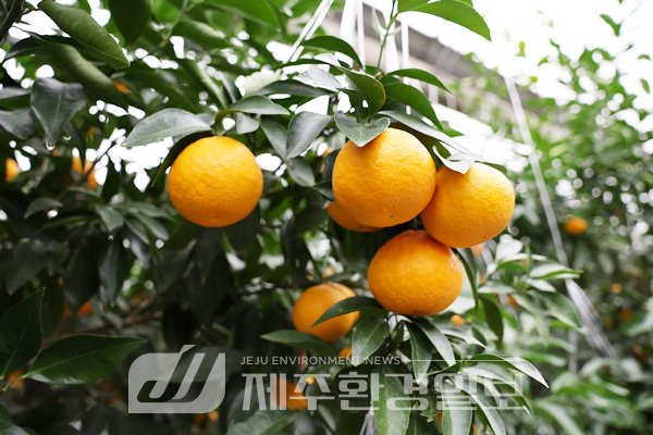 농업기술원, 신품종 만감류, 2026년 보급 확대