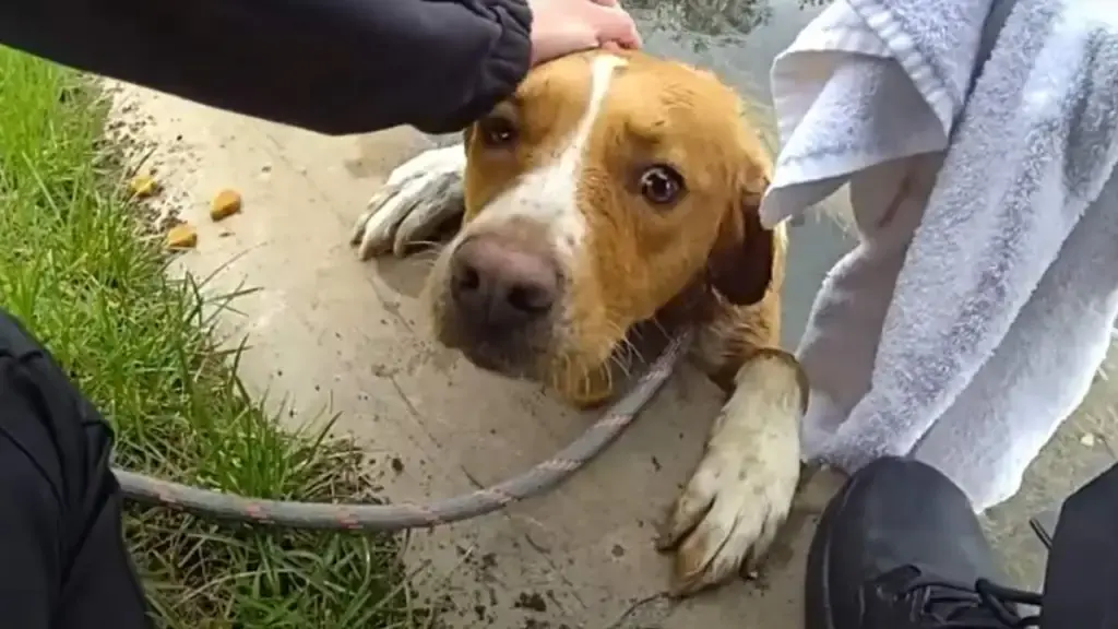 Lost Dog Rescued from Pond