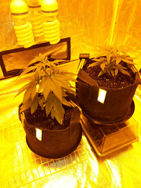 plantsbetter