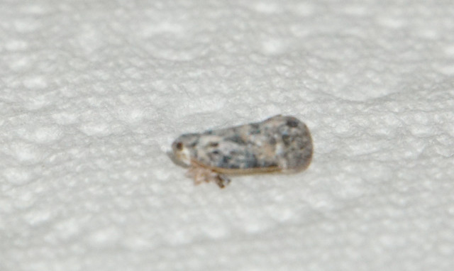 DSC06508 v2