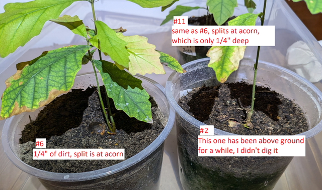oaks-splitting-below-dirt