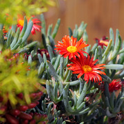 IMG-7416