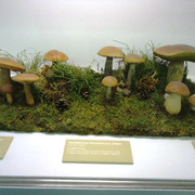 DSC00388
