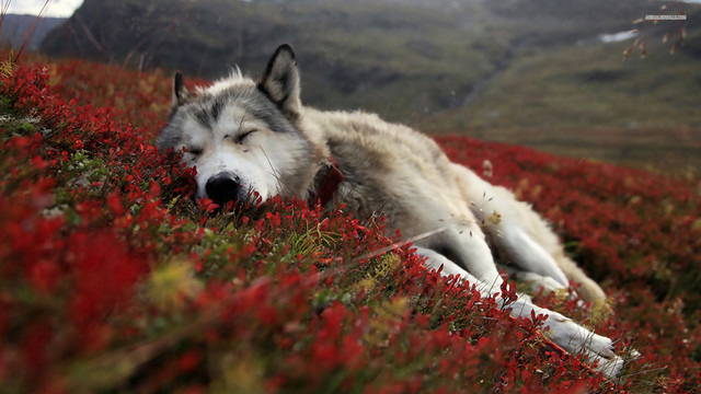 Wolf-Wallpapers-HD-A34