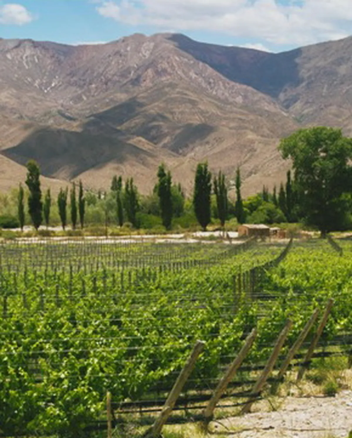 bodegas-y-vinedos-directrices-2jpg.webp