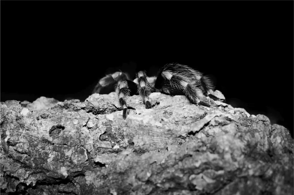 Tarantula named Fluffy