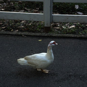 DSC-6785