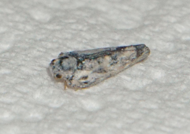 DSC06506 v2