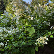 IMG-0561